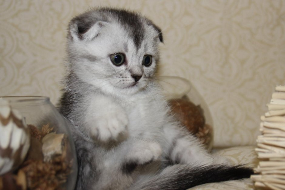 Шотландские вислоухие котята шиншилла