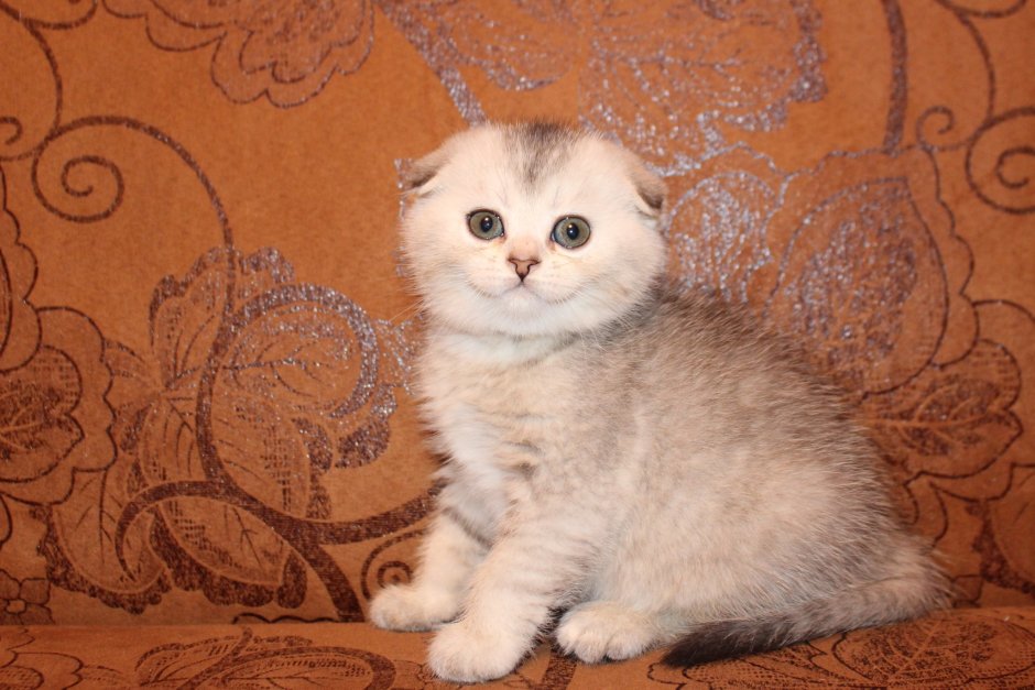 Шотландские вислоухие котята окрас шиншилла