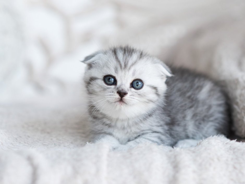 Кошки маленькие серые