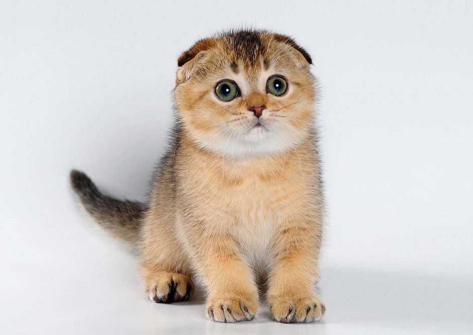 Скоттиш фолд белый