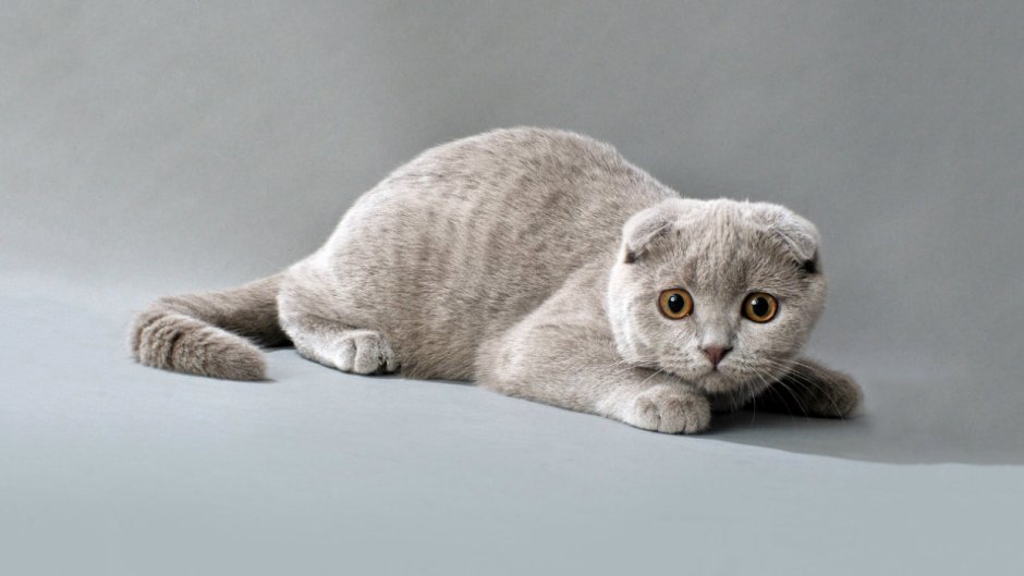 Скоттиш страйт Хосико