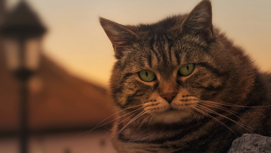 Морда кота