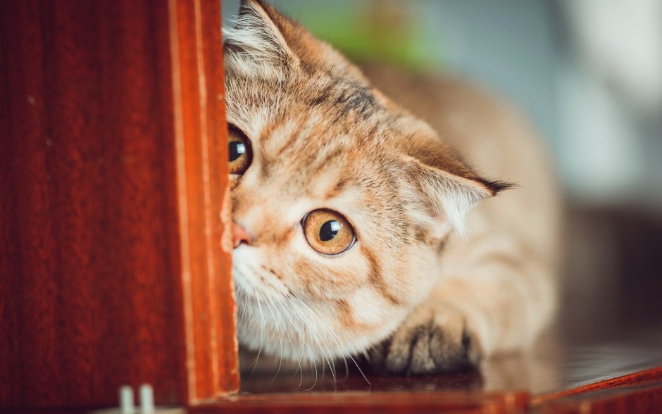 Кошачья мордочка выглядывает