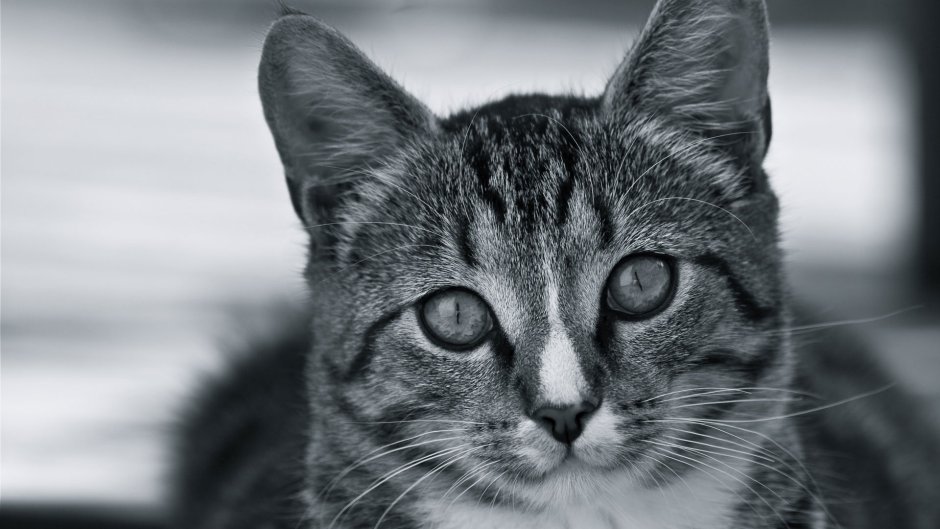 Морда кота