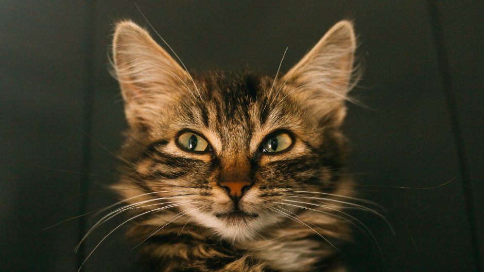 Хитрая кошка