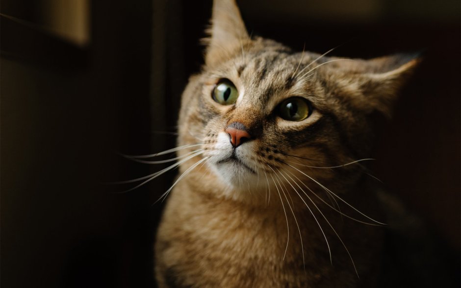 Кот подмигивает одним глазом