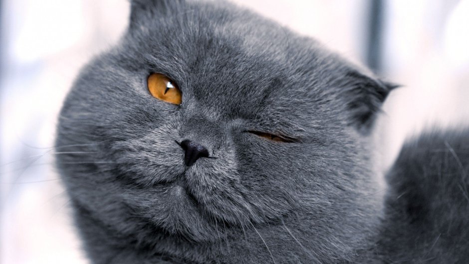Британский вислоухий кот