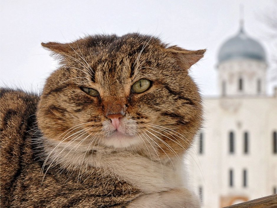 Хитрая кошка картинки