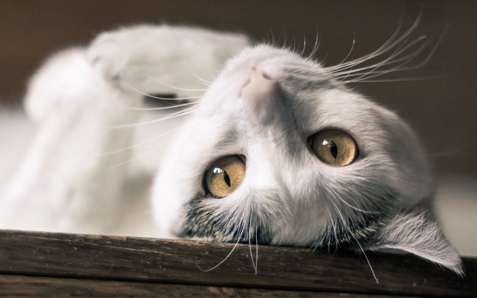 Влюбленный взгляд кота
