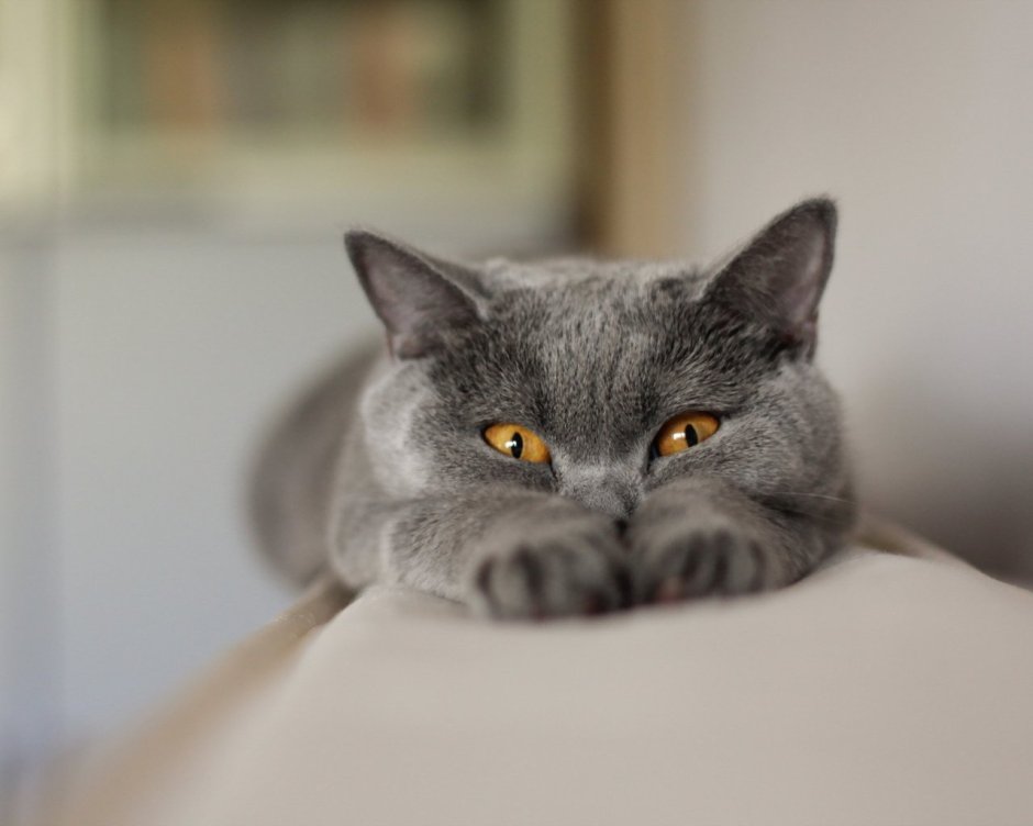 Отличных выходных котики