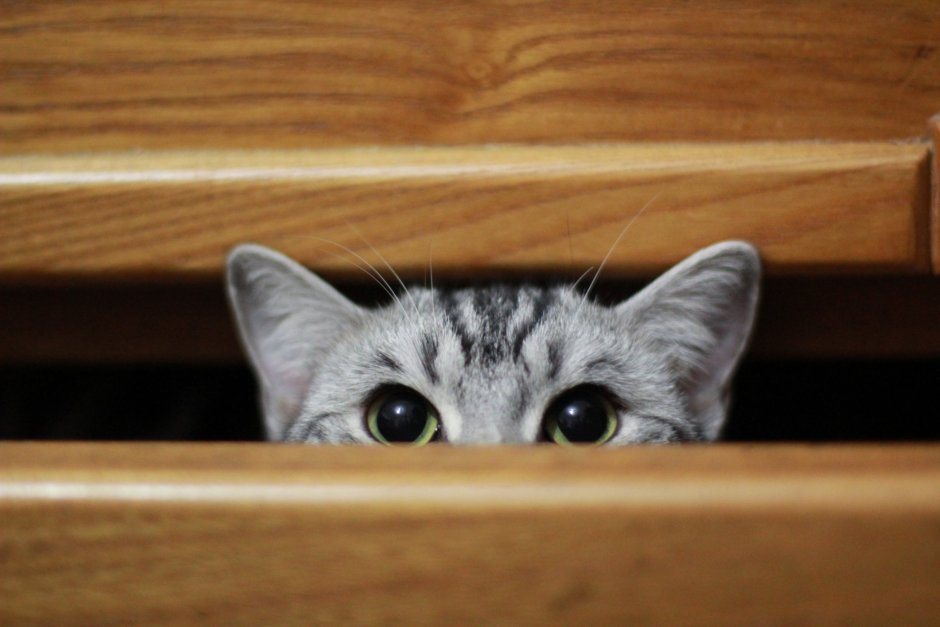 Кот выглядывает