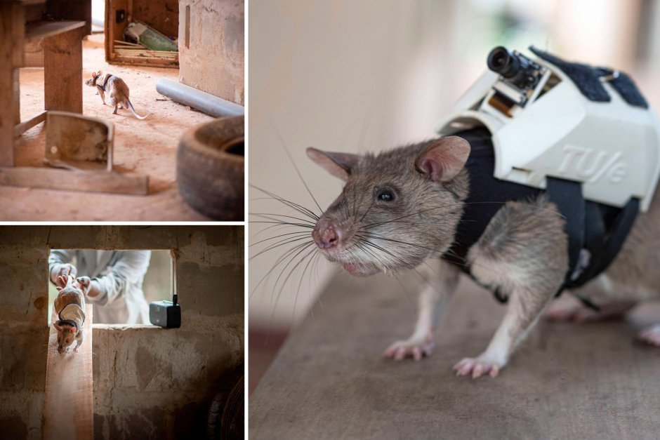 Крыса Пасюк дикий