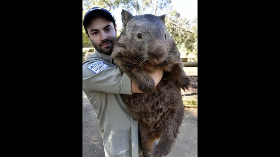 Гигантская Африканская сумчатая крыса