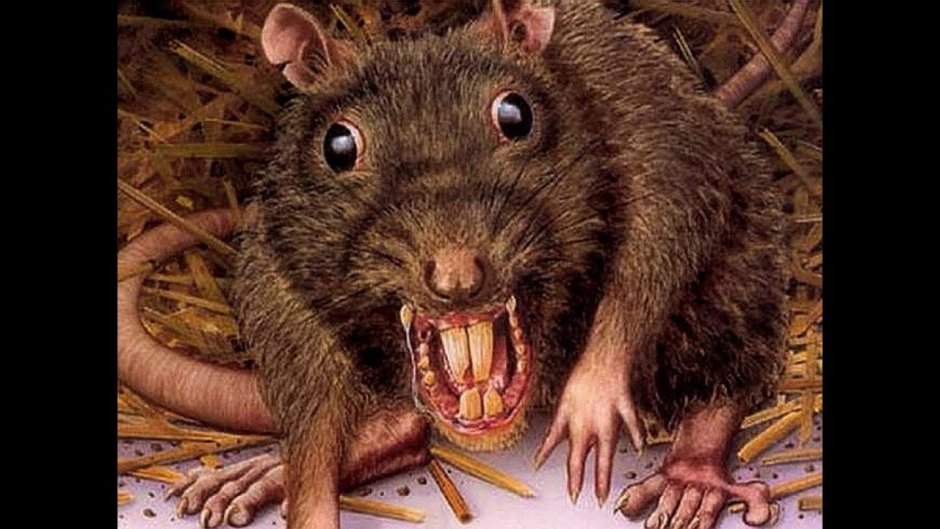 Африканская сумчатая крыса