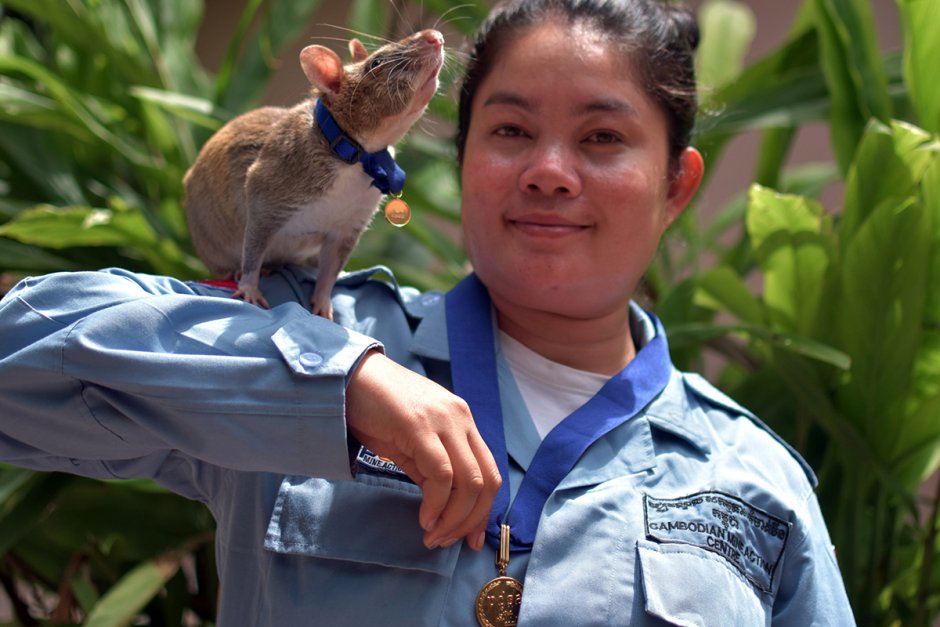 Крыса Босави