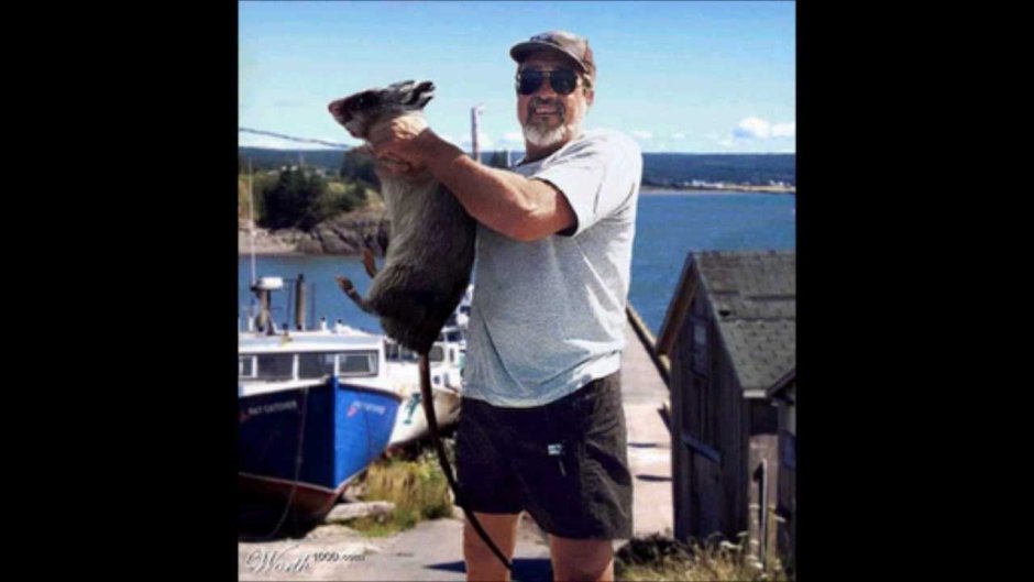 Бульдоговая крыса