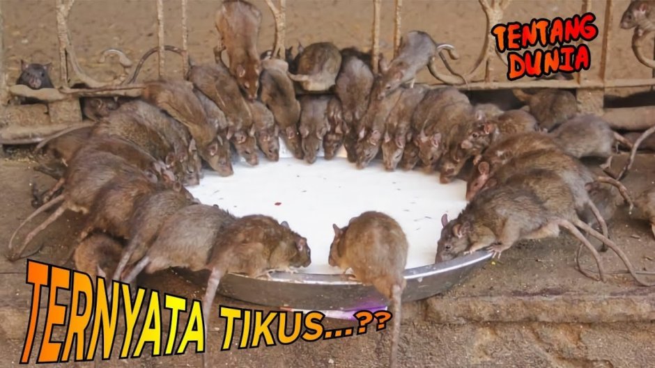 Вомбат и капибара