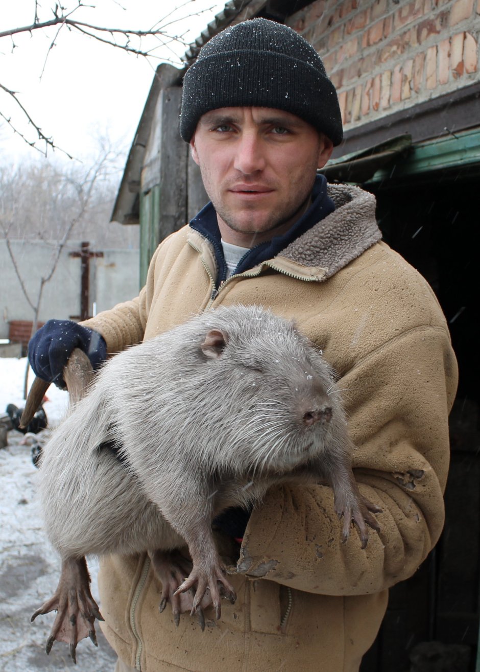 Строение крысы