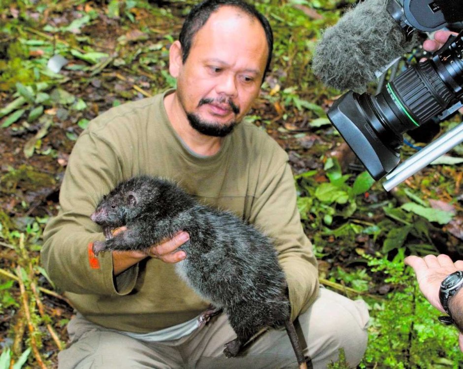 Граската Африканская крыса