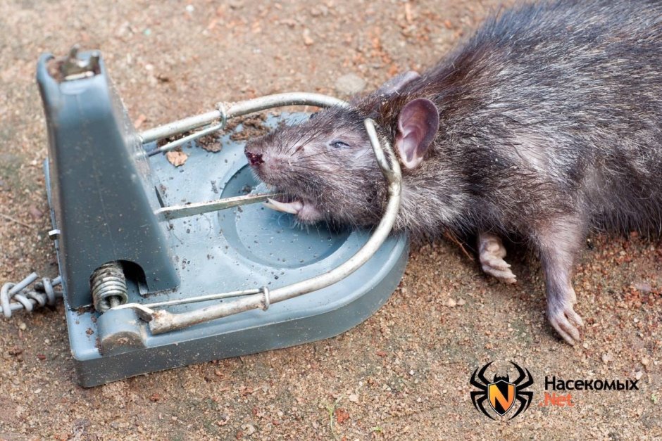 Уничтожение крыс и мышей