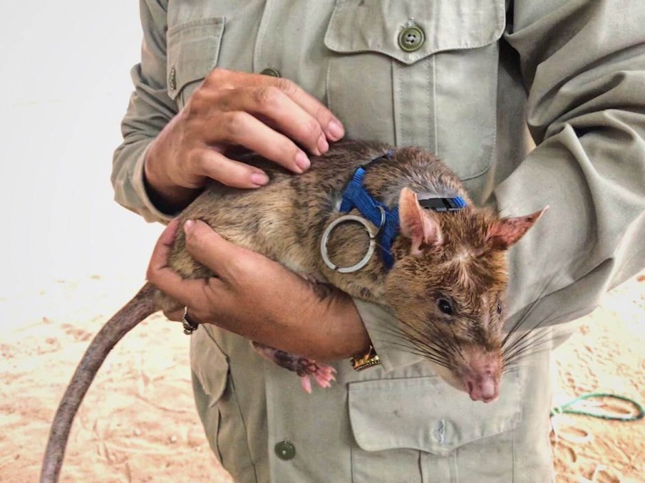 Гигантская Африканская сумчатая крыса