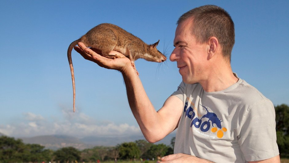 Myocastor coypus нутрия