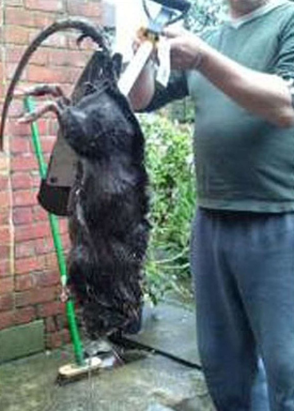 Окрасы крыс таблица