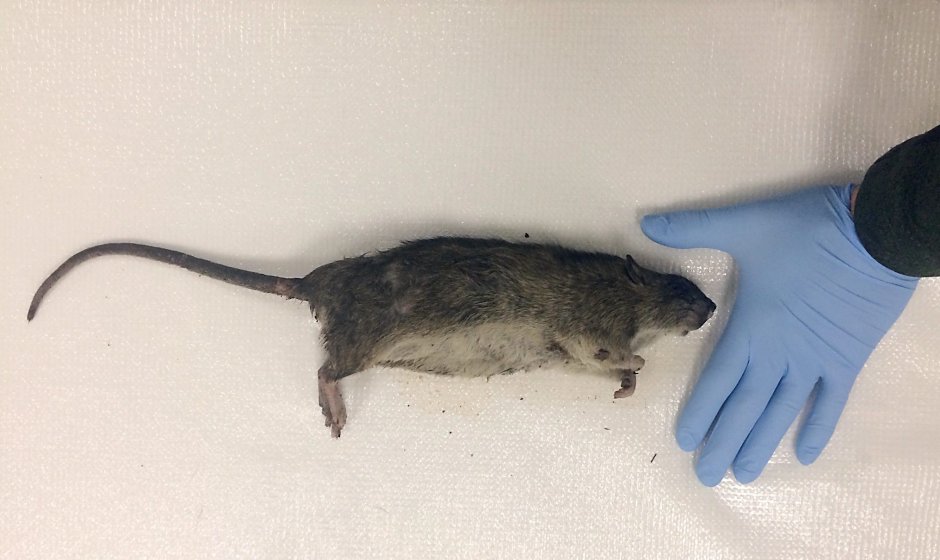 Крыса Босави