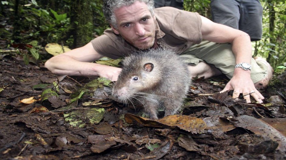 Гигантская крыса Гамби