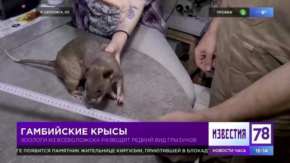 Мышь квартирная