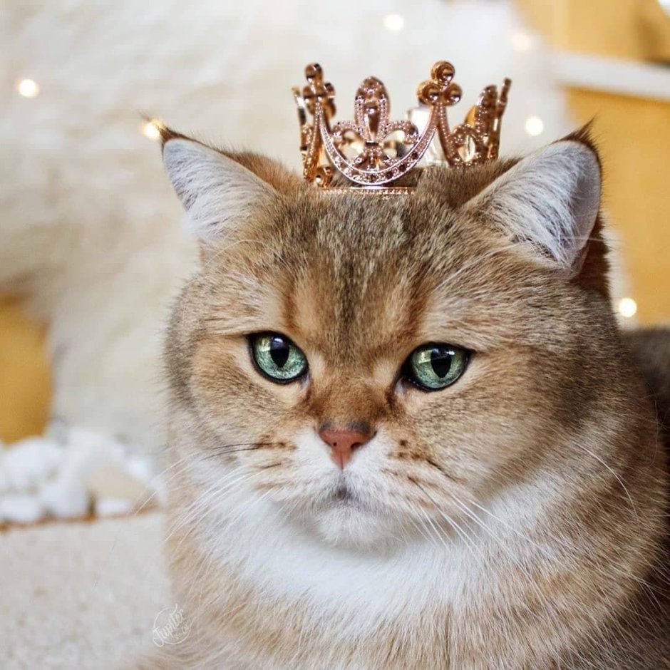 Царская кошка