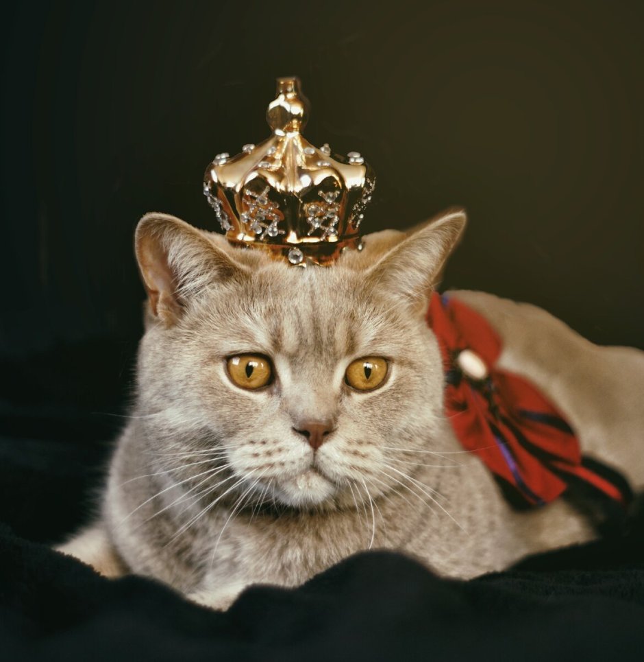 Королевский британец кот