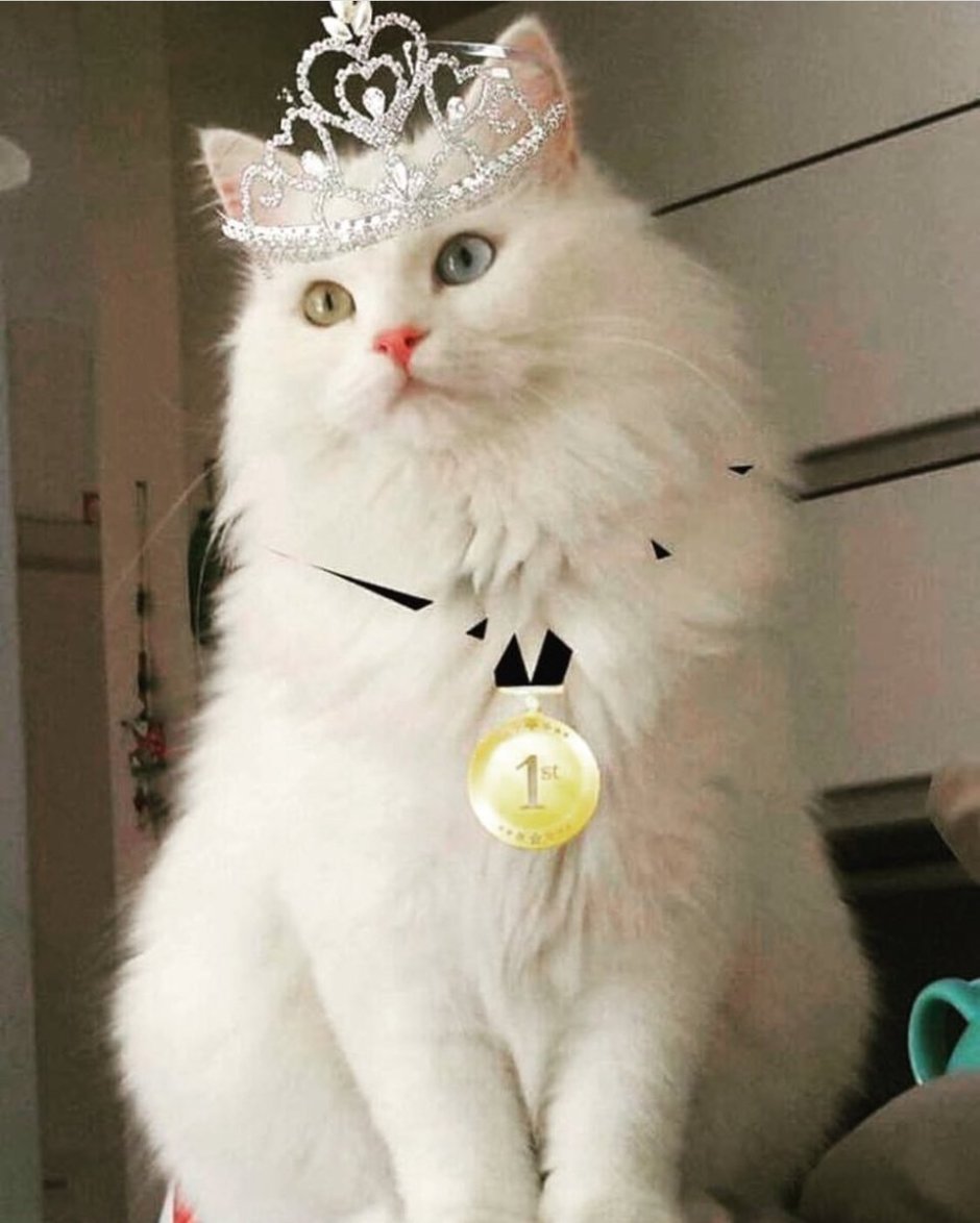 Кошечка с короной
