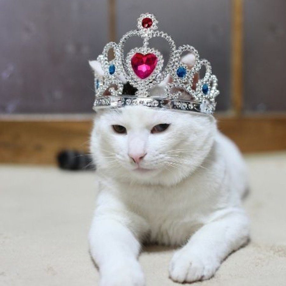 Кошка в короне