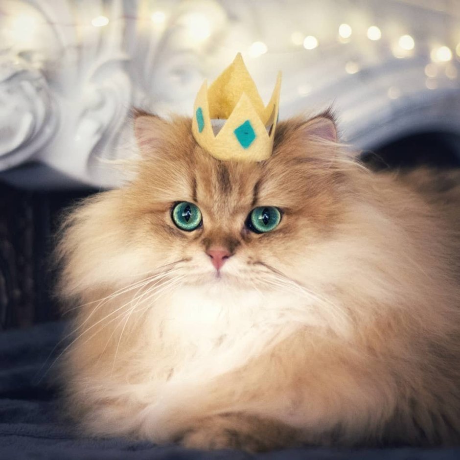 Кошечка с короной
