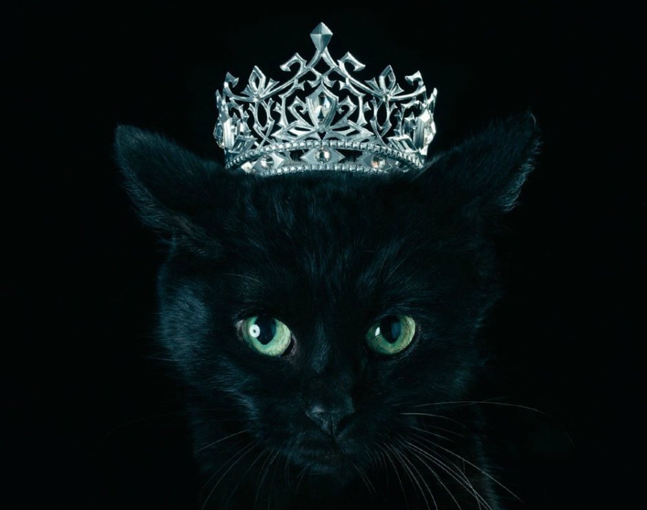 Ирусан Король котов