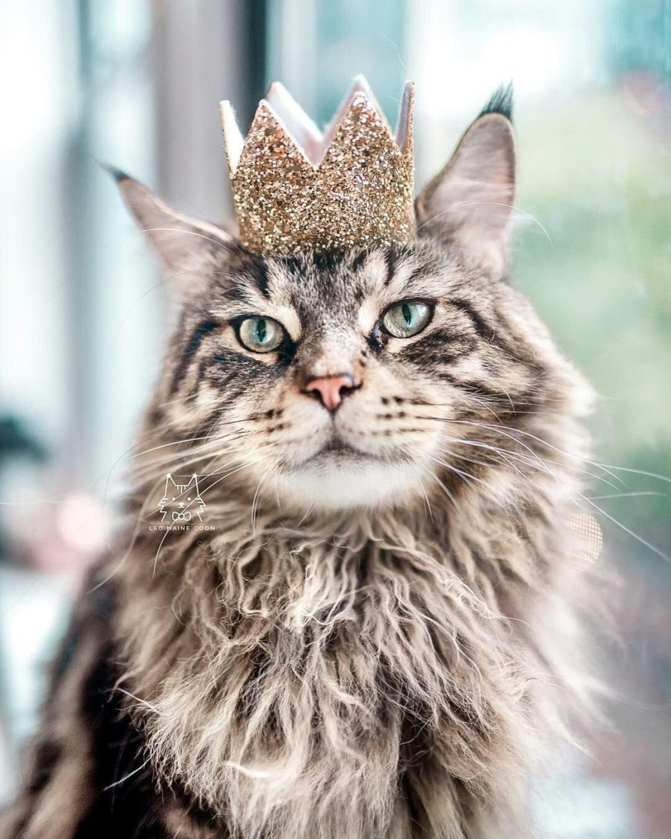 Сумасшедшие коты