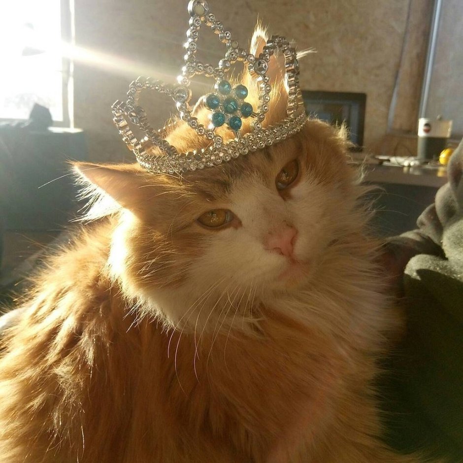 Котик с короной