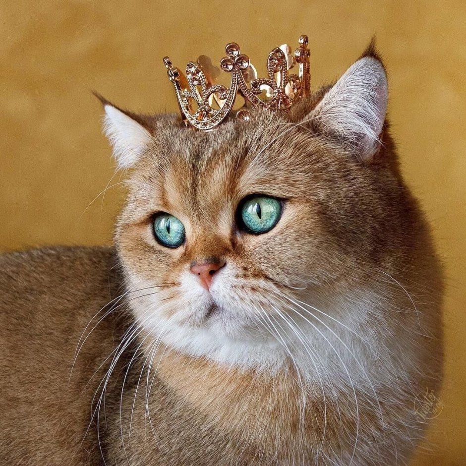 Котик с короной
