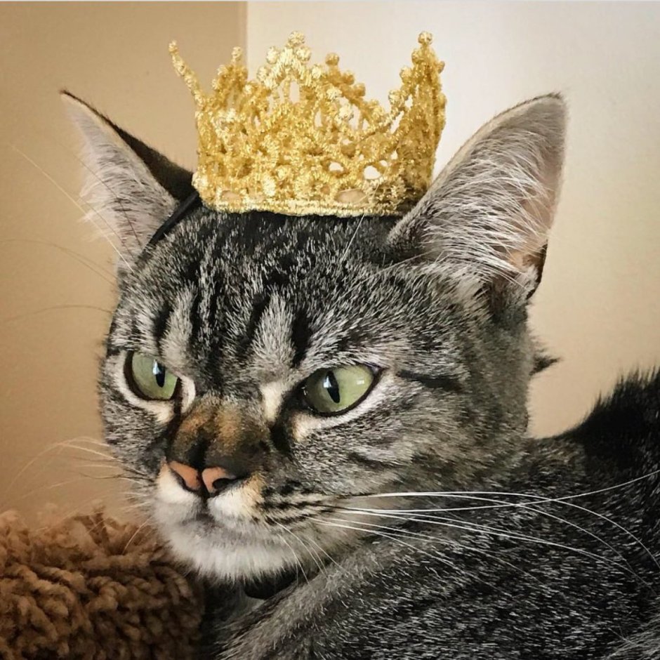 Смешной кот в короне