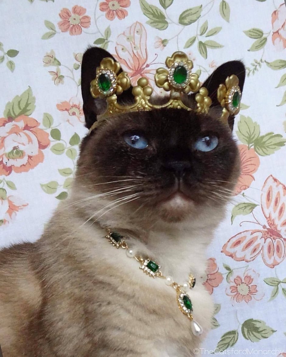 Кот котлета Кристина Макеева
