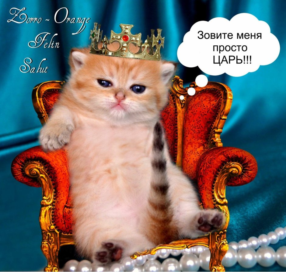 Котик с короной на голове