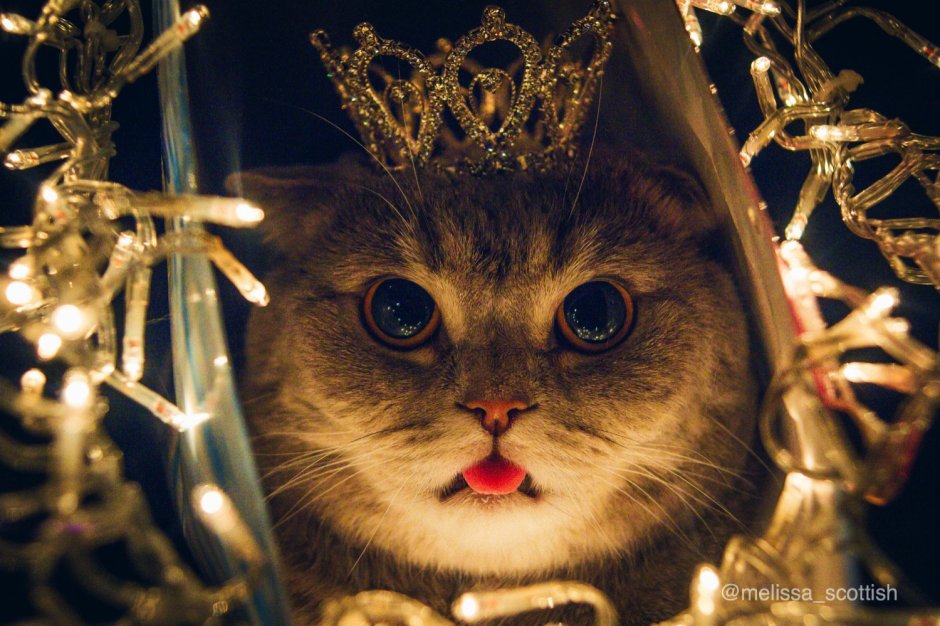 Кот царь