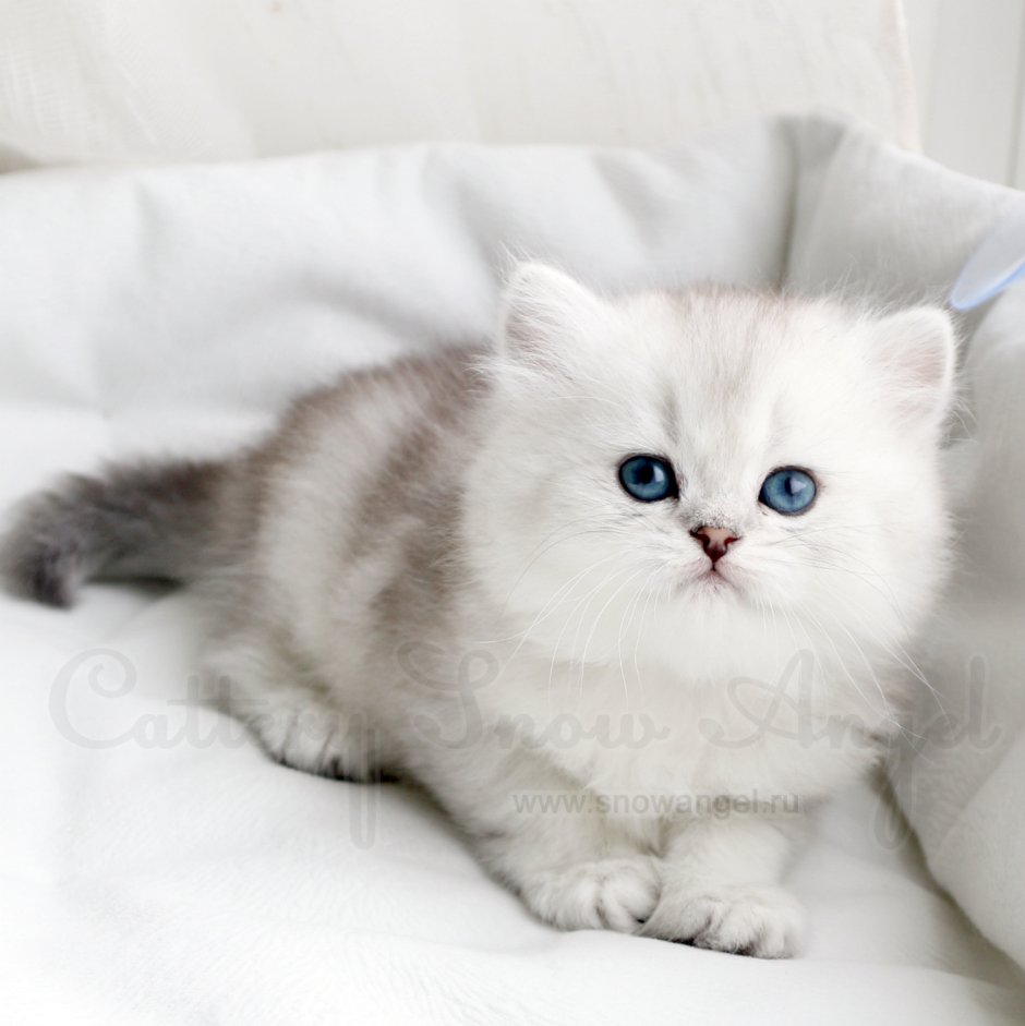 Кошка шиншилла хайленд