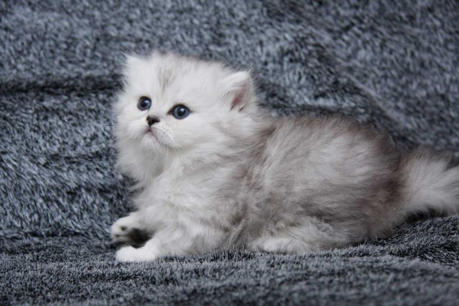 Шотландская шиншилла хайленд страйт