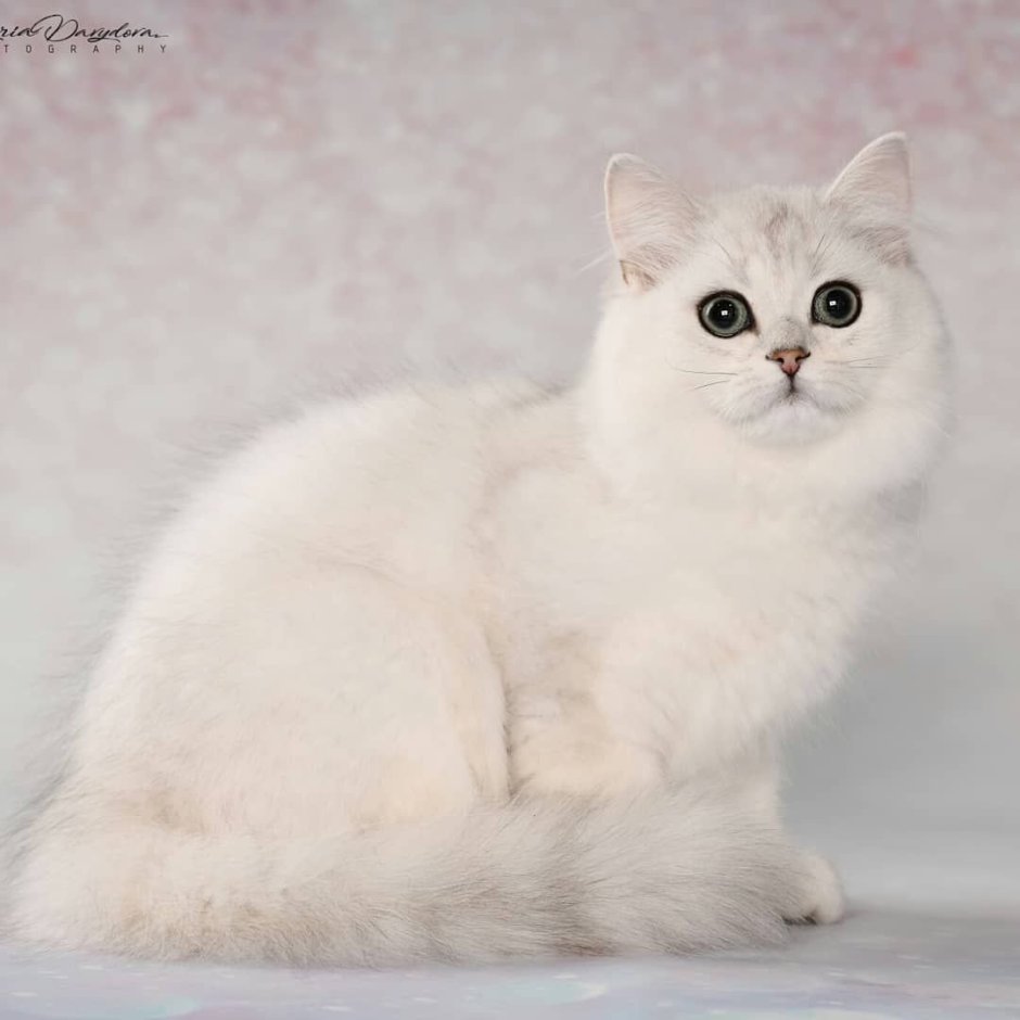 Британская длинношерстная шиншилла