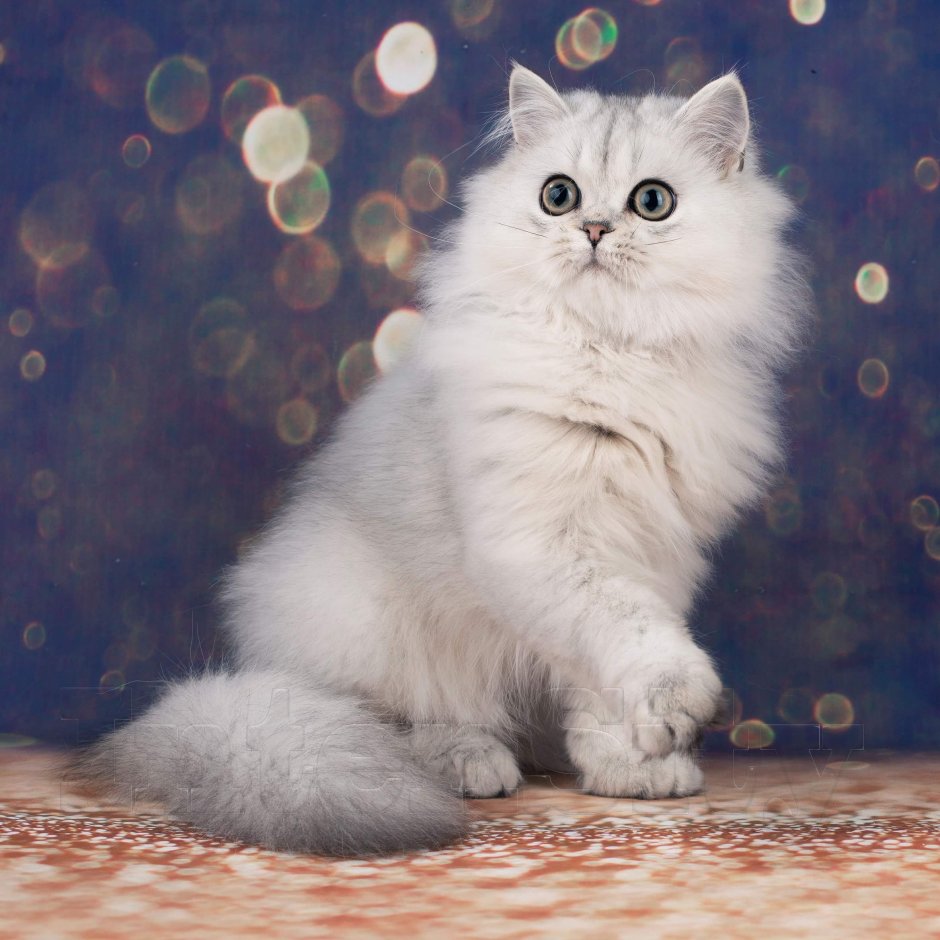 Британская шиншилла кошка