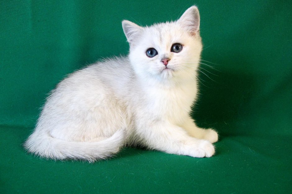 Британская хайленд шиншилла