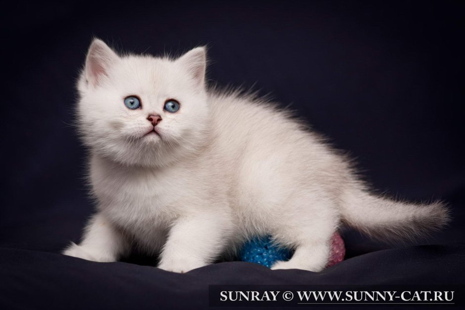 Персидская шиншилла