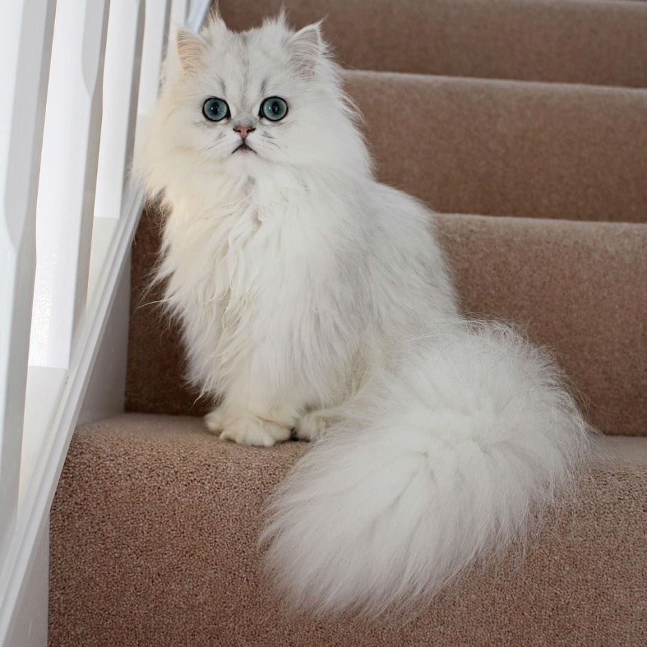 Бурмилла длинношерстная